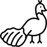 孔雀 line 图标